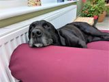 Berkeley Universal Dog Bed Bolster burgundy -opierka pod hlavu