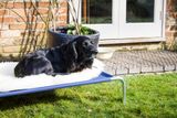 Extra pevná vyvýšená posteľ pre psov XL 125 x 90 cm čierna