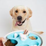 Dog Bowl SPIN Palette - protihltacia miska