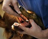 Petosan Kompletná sada pre dentálnu hygienu pre veľké psy