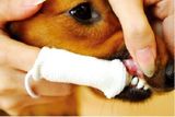 Petosan Kompletná sada pre dentálnu hygienu pre veľké psy