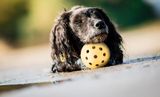 Trixie Dierovaná loptička s rolničkou pre nevidiacich psov 7 cm 
